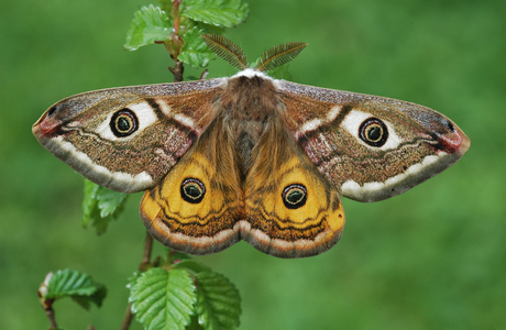 Südliches Kleines Nachtpfauenauge (Saturnia pavoniella ) - © Leo Kuzmits